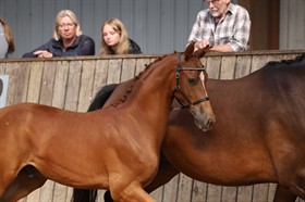 LYNGBJERGBO'S FINEST EDITION