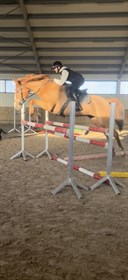 HALDGÅRDENS QUIE BALLY