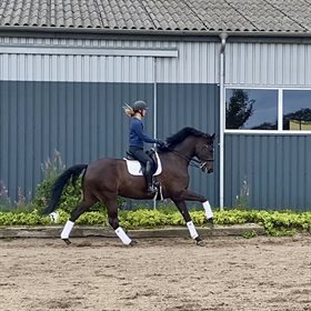 FLONEL GULDBJERG