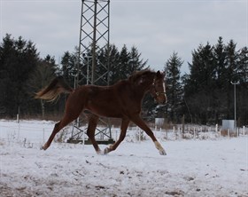 SVANEGAARDENS BOLERO