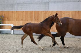 OMMEN'S ROXETTE