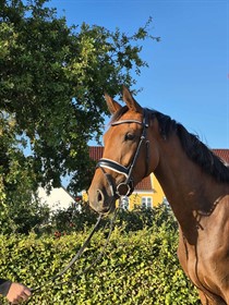 BAUNEHØJENS BALTIMORE