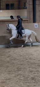 CASHELLA'S CLASSIC SHELBY