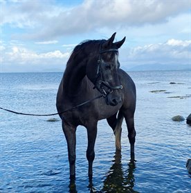 Lord Blue Rock