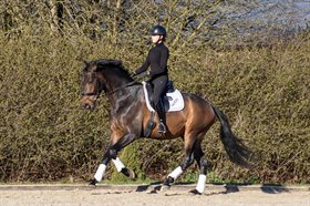 HARRYSMINDES FABIANO