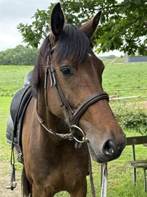 MØGELVANGS OCTAVIA