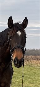 NY SKOVGAARDS ILLUSION