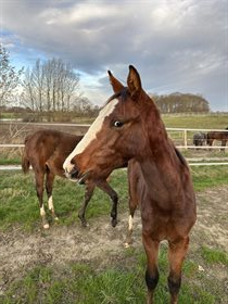 KIRSEBÆRGÅRDENS LE HARRY