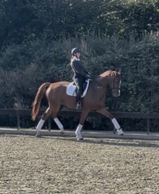 GØRKLINTGÅRDS SULLIVAN