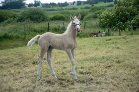 HJABELUNDS HEART THIEF