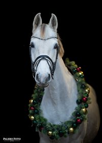 SILVER'S TOUCH OF CLASS