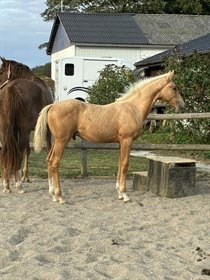 BRYGGERGÅRDENS POSEIDON