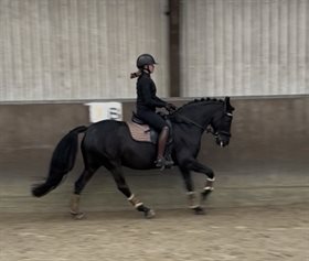 VANDRUP'S WONDER GIRL