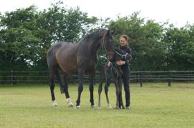 GØRKLINTGÅRDS BLUEBIRD