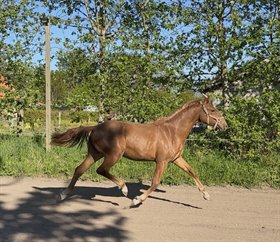 TOFTAGERGÅRDS GALTEA