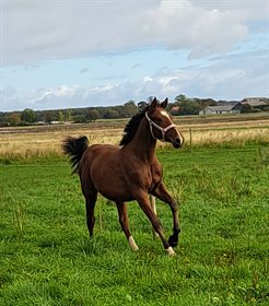 ENGHAVEGÅRDS AMARILLO