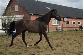 ENGEPLET MALIK