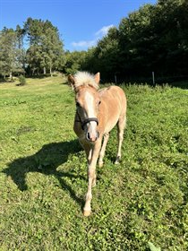 STALD LYKKELUND'S SPEEDY GONZARLES