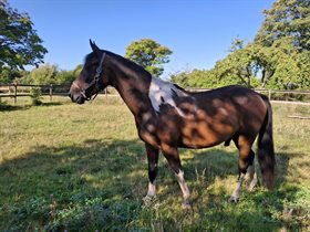 LL. STUBBELANDS AMIGO