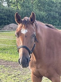 MEJLKÆR'S HIGHLIGHT CORNETT