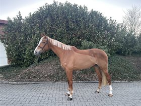 GOLDIKOVA Z