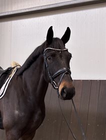 KALHAVE'S MISS AMBITION