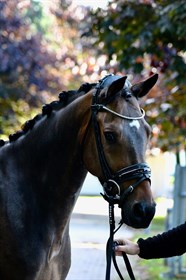 POPPELGÅRDENS CANNON B