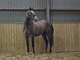 MUNKSGAARDS BORN TO BE