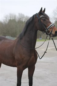 CAMIRA FOURLEAFED-LUCK