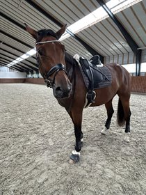 LILLE SØGÅRDS HEKTOR