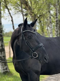 FARRARI AF HVARRE