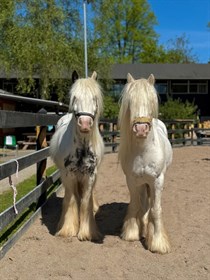 JUDE OG JONAS 