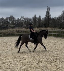 BJERREGÅRDS SHADOW BOY