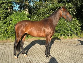 NØRREGÅRDS SIOBONNE