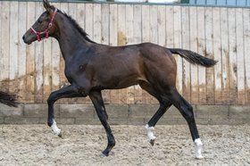 KALHAVE'S MISS SATISFACTION