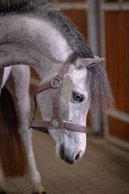 LORENZENS MALI BLUE REVEL