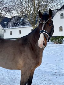 HØJVANGS FÜRST PLATINUM DWB