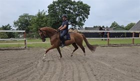 DRITHOLMGÅRDS STRAUSS