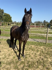 BØGELY'S BEST CHOICE