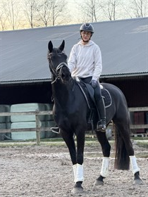 STENHOLTS CHASING HOPE