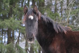 GRANDES ONE LAST DANCE 