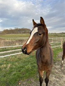 KIRSEBÆRGÅRDENS HERMIONE