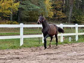 BILLY ARCHIE FOR SURE