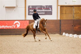 MY HAWK´S QUATERHEAT