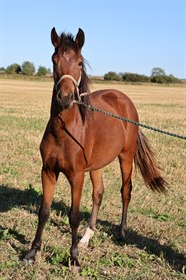 SKOVLUNDEGÅRDS FLICKA