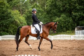 STRANDGAARDS DESPACITO