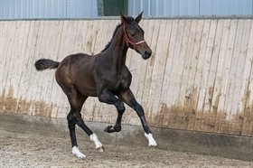 KALHAVE'S MISS SATISFACTION