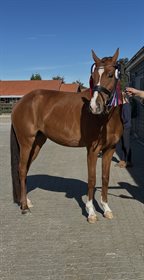 EM FAROSE