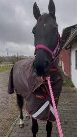 VESTERGAARDENS AMAZING MALLI