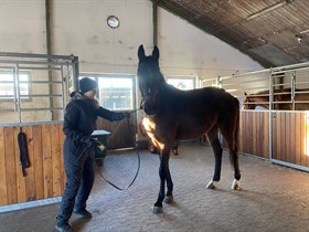 PLUS HORSES HOT HOPE